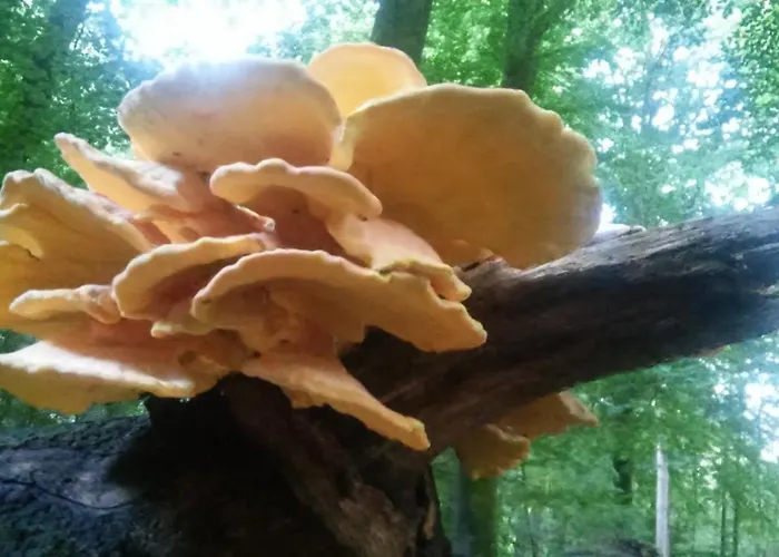 Poort Van De Veluwe